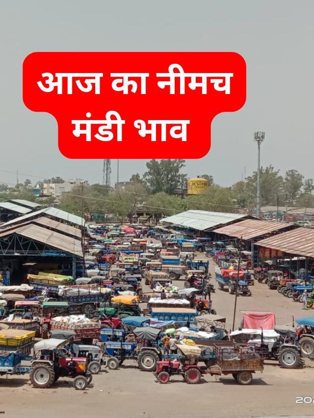 नीमच मंडी के सभी जिंसों के ताजा 31 Dec 2024