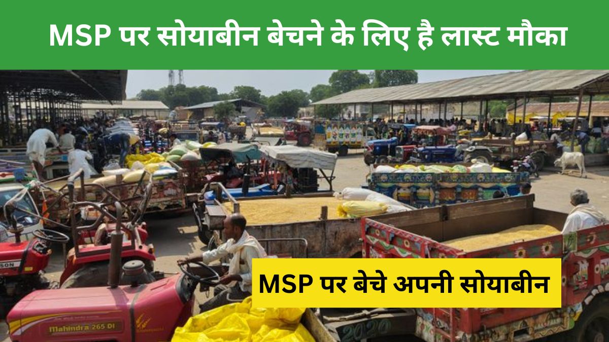 soybean msp