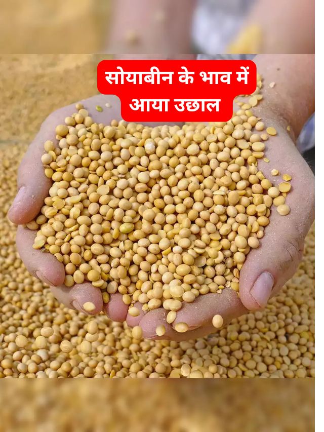 सोयाबीन के भाव मे आई जोरदार तेजी