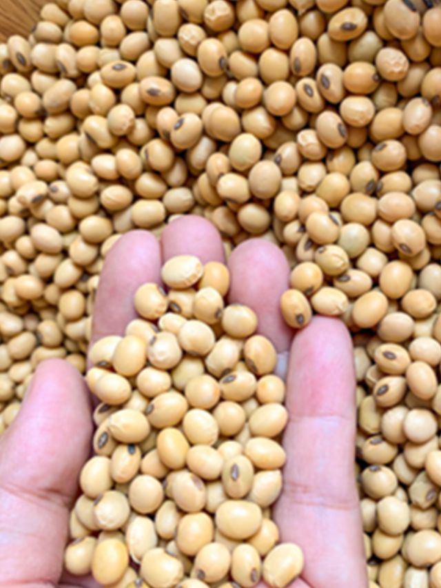 Soybean Plant Bhav 04 Jan 2025 | सोयाबीन के प्लांट भाव में गिरावट
