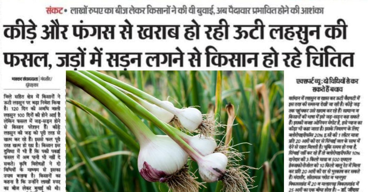 Uthi Lahsun Report