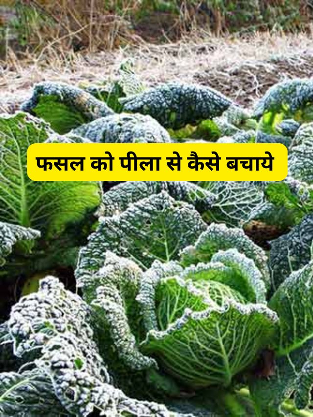 फसल को पाले से बचाव के लिए किसान बंधु करे ये जरूरी काम