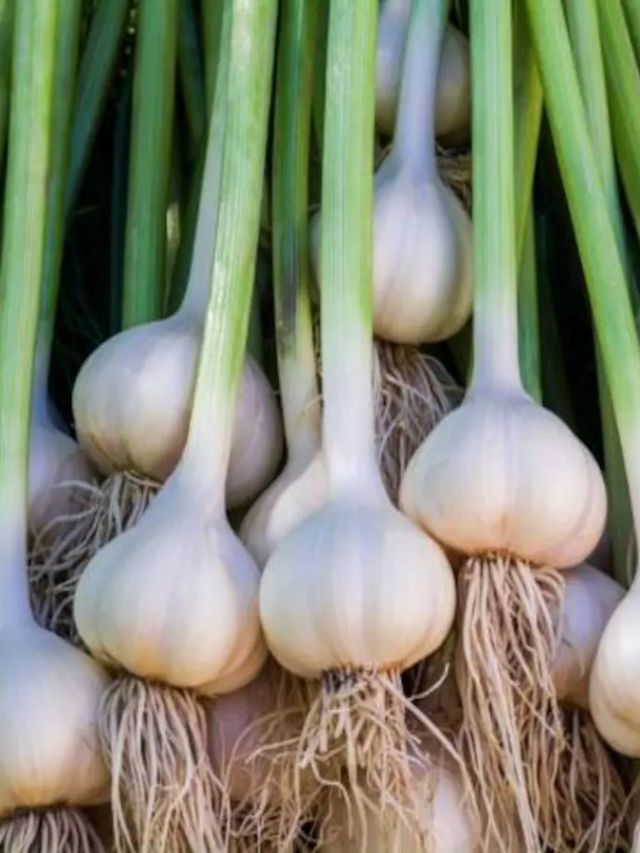 लहसुन मंडी अपडेट: जानिए देशी लहसुन की ताज़ा कीमतें