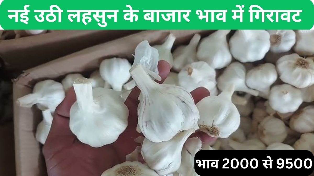 nayi uthi lahsun