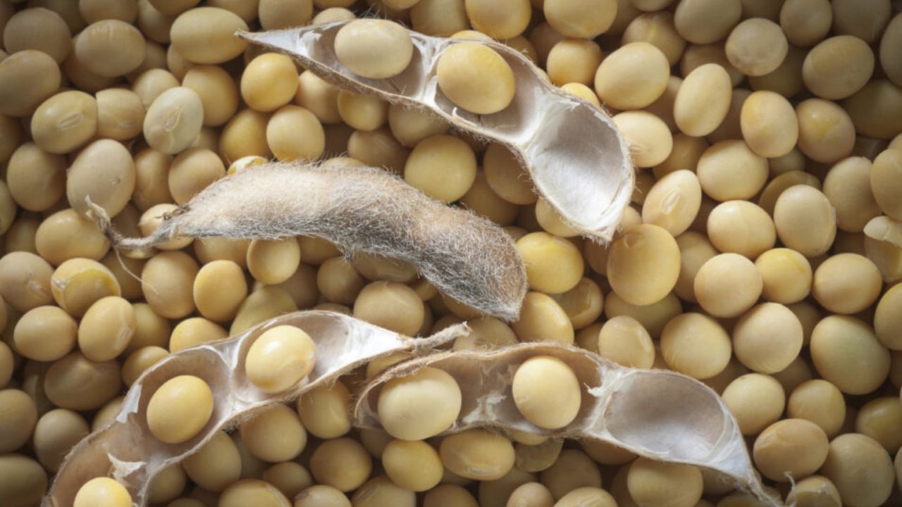 soybean price rate today