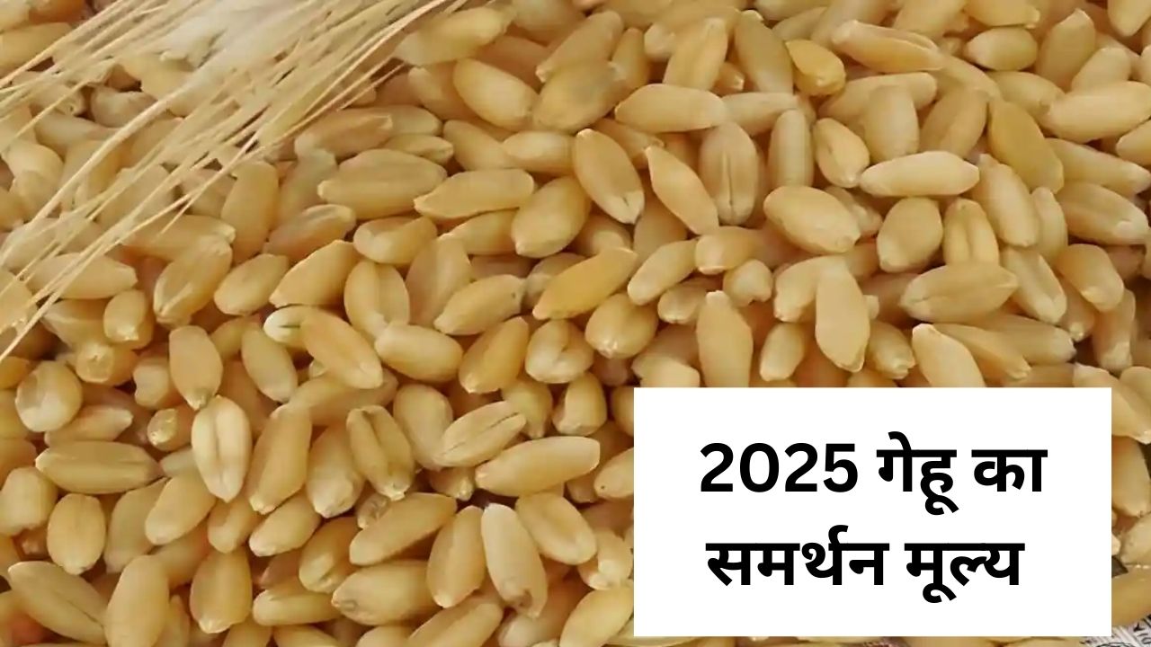 2025 samrthan muly price