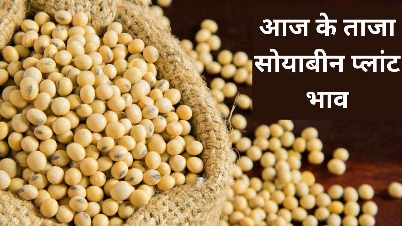 aj ka soybean bhav