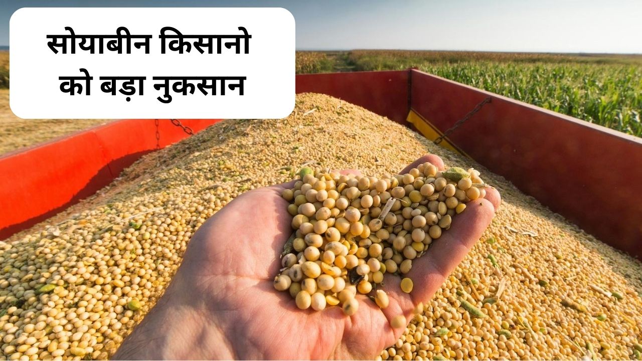 aj ke soybean plant bhav