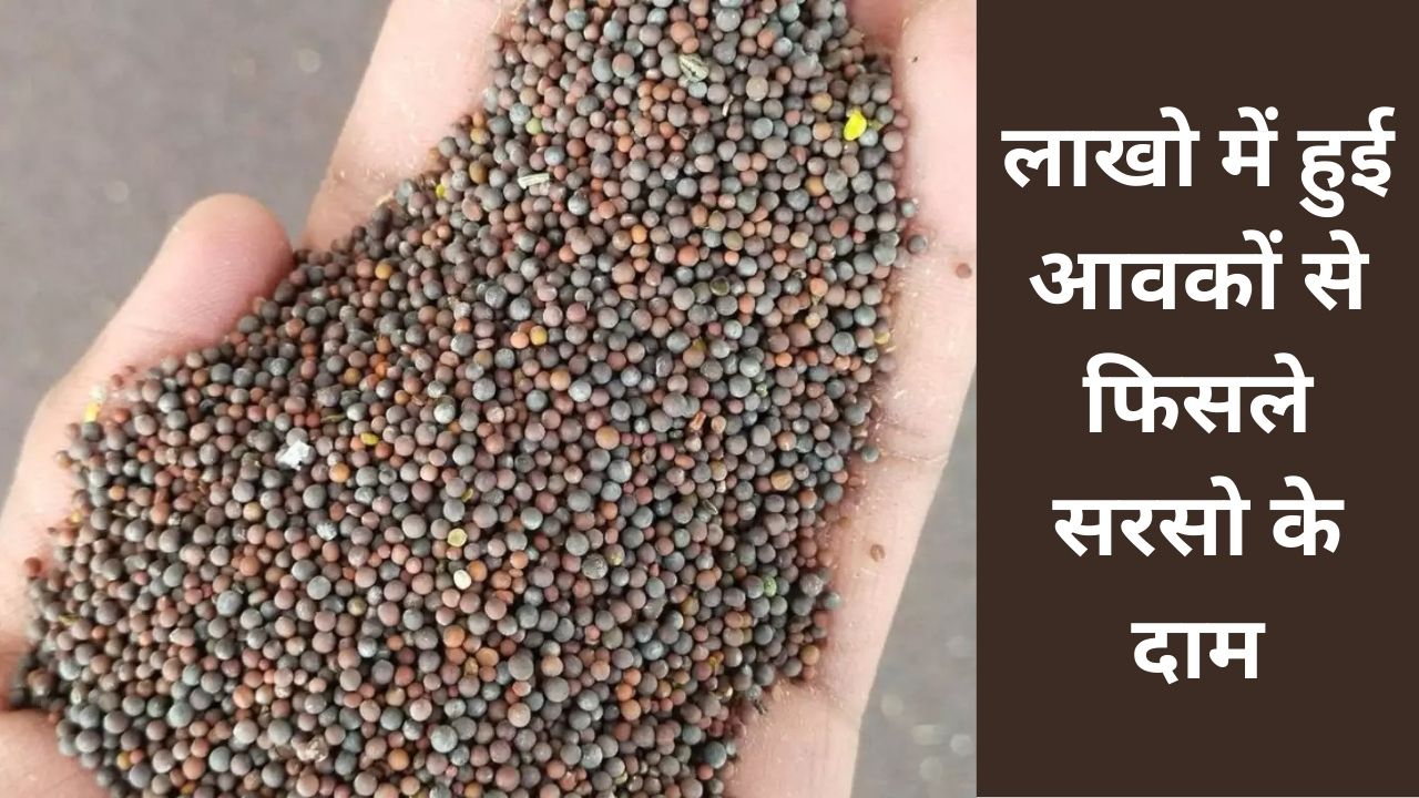 aj ke taaja sarso bhav
