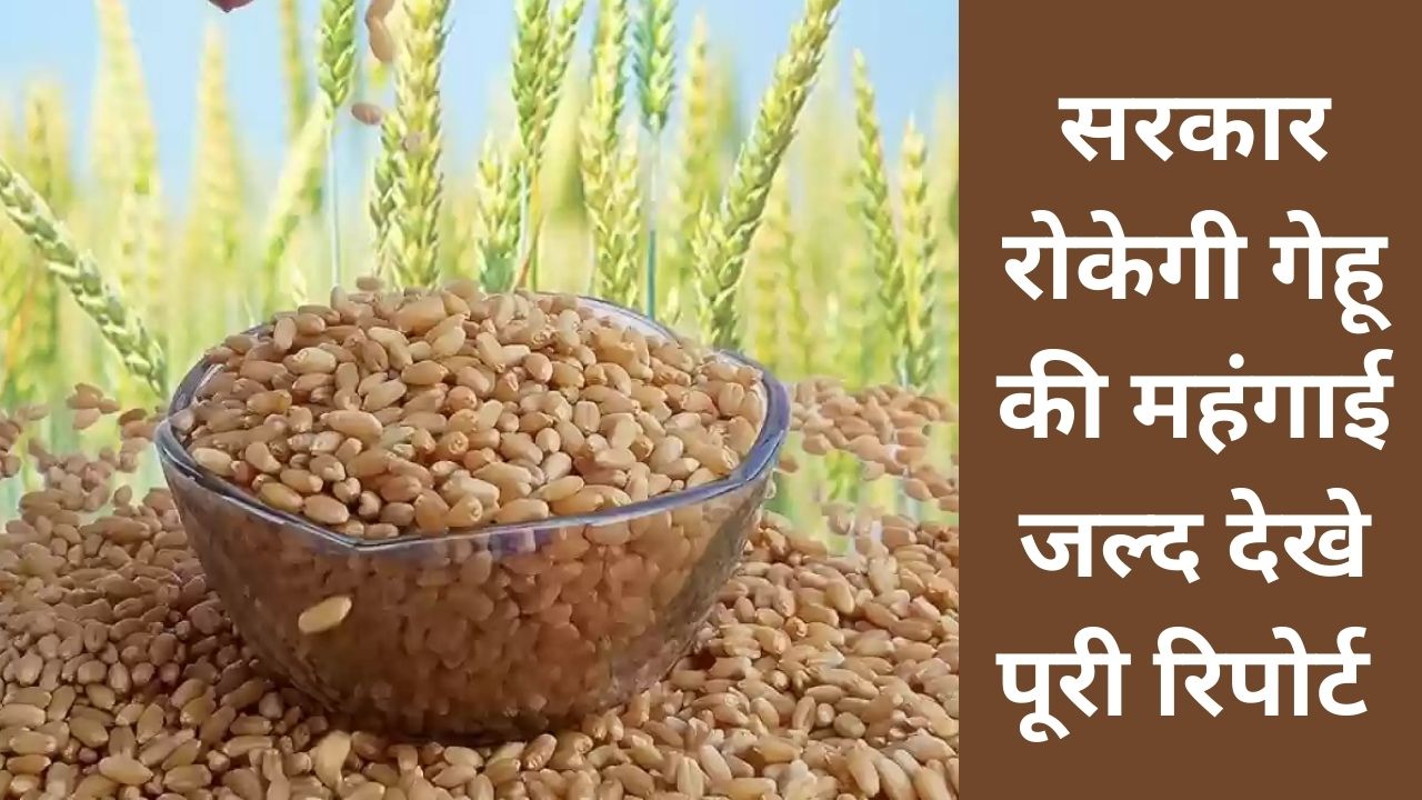 gehu aj ka mandi bhav