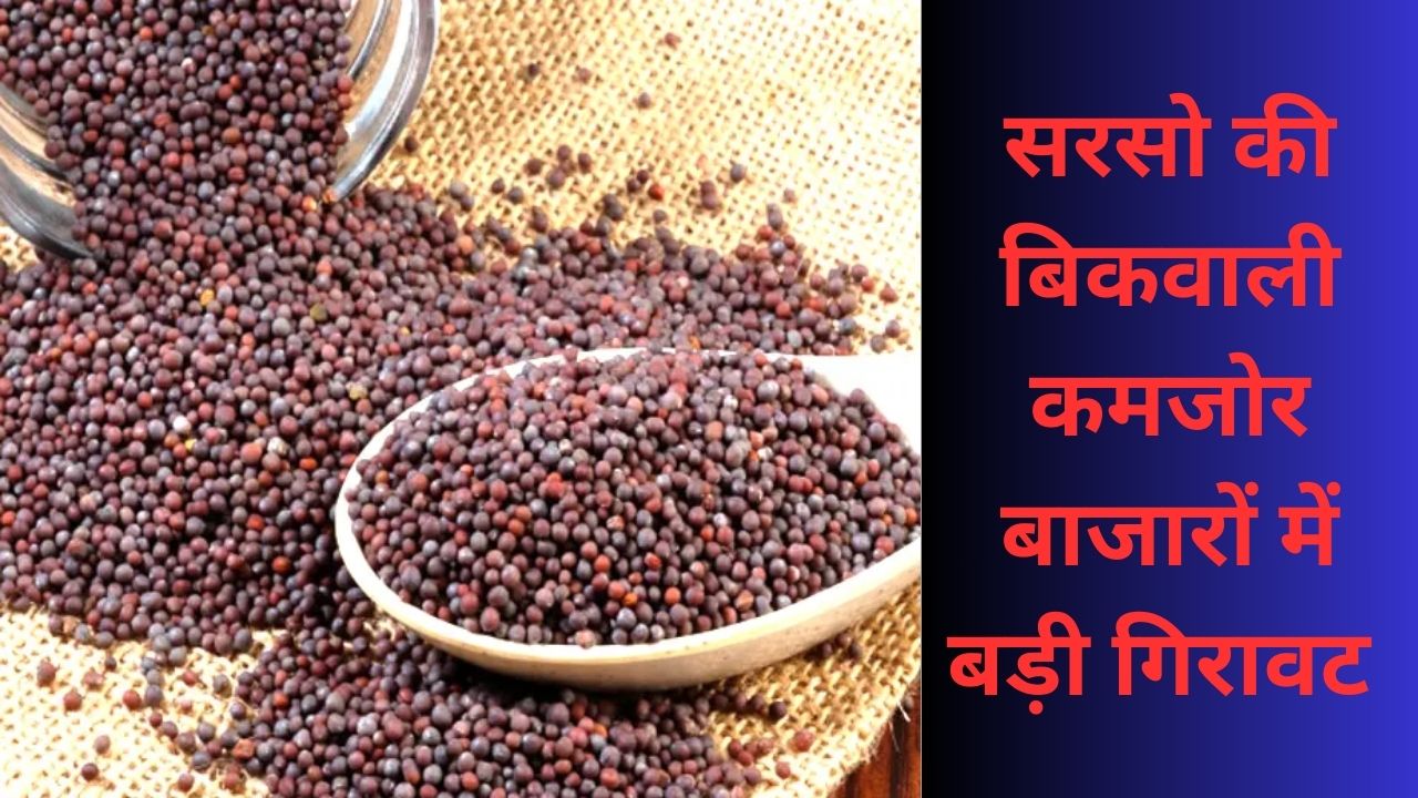 musterd seeds sarso price