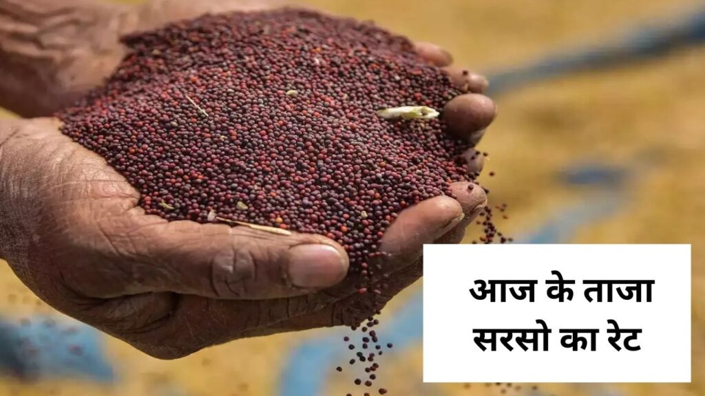 sarso mandi bhav today