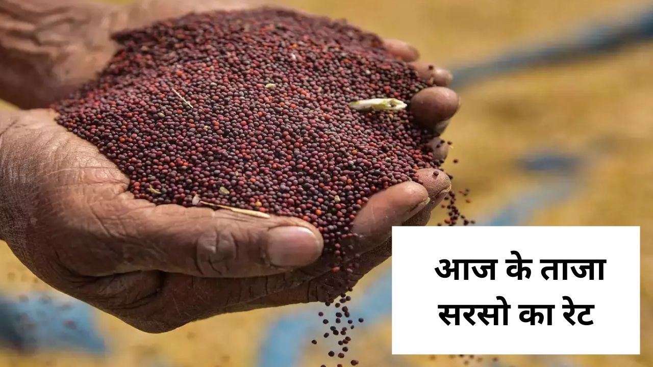 sarso mandi bhav today