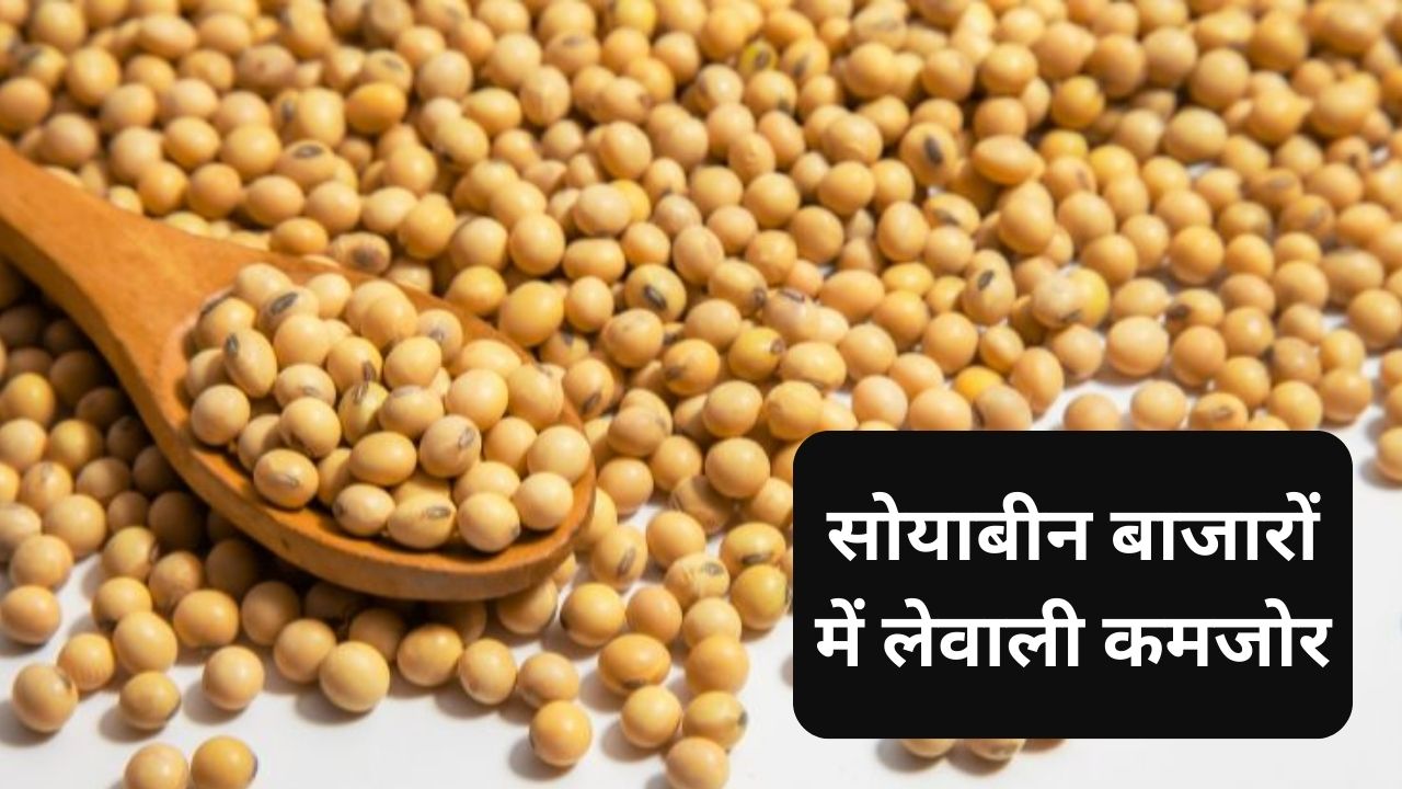 soybean mandi bhav