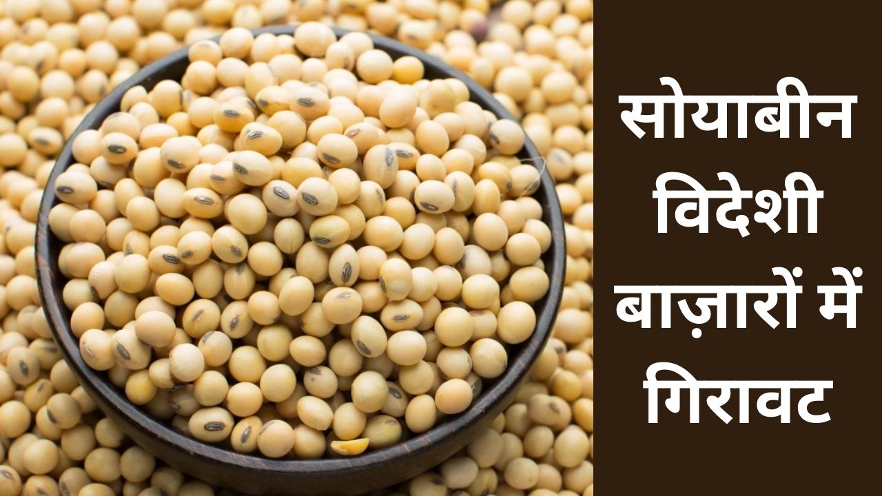 soybean plant aj ke bhav