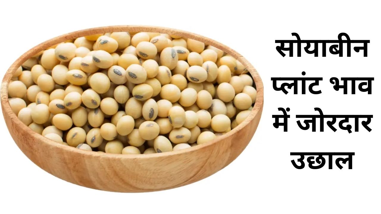 soybean plant bhav