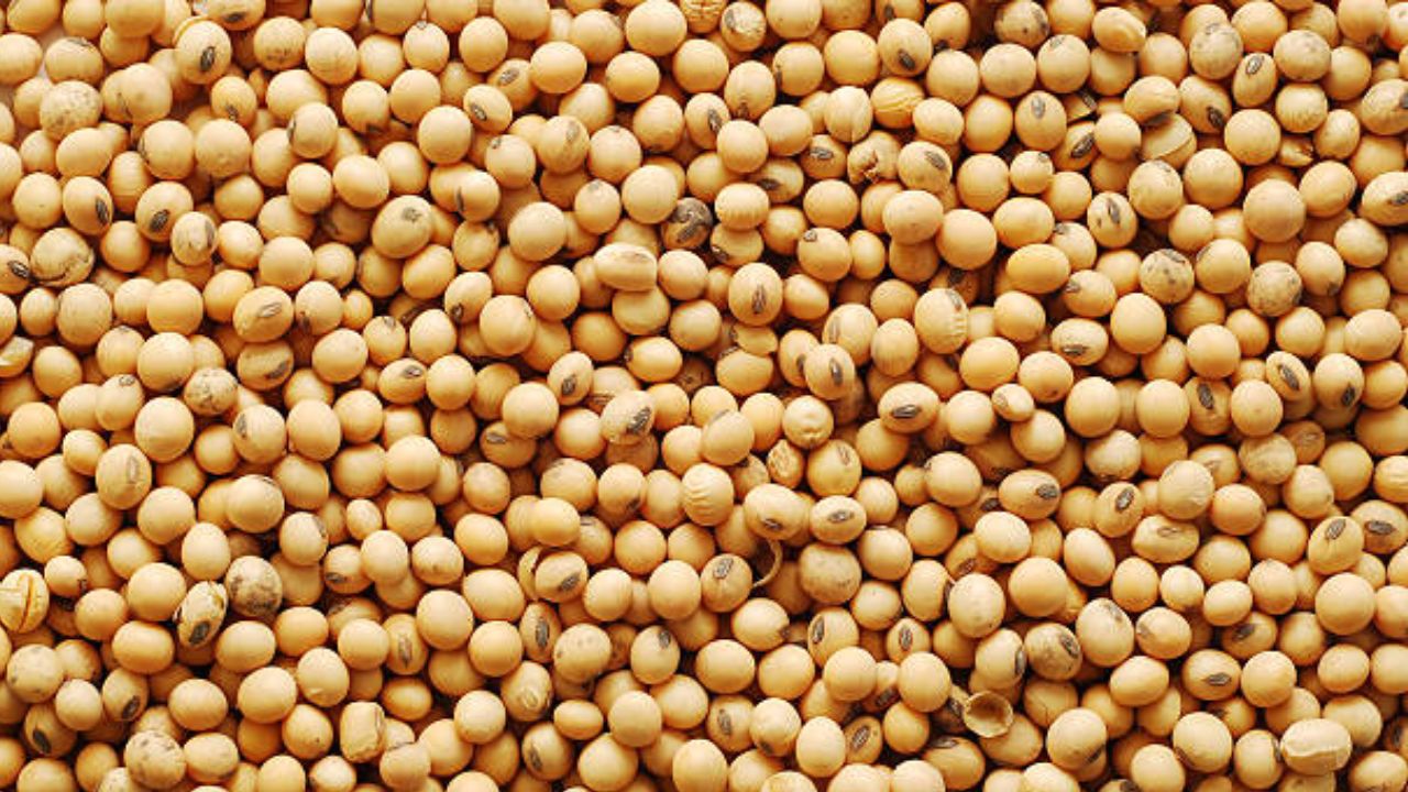 soybean rate today