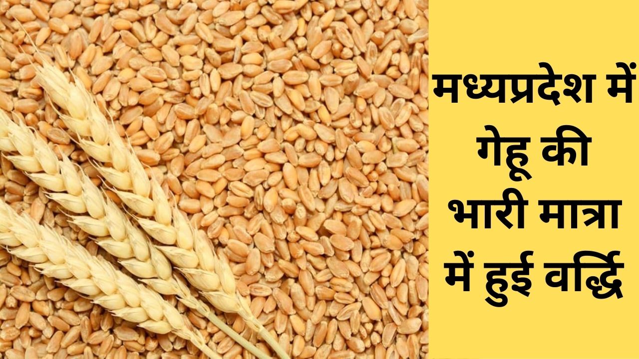 wheat mandi price list