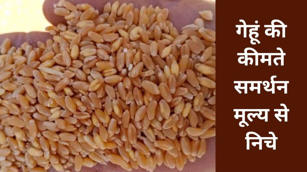 gehu mandi bhav | gehu ki price
