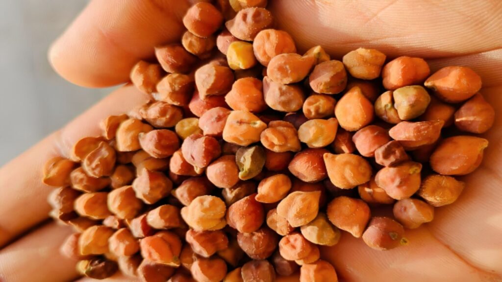 chana mandi bhav