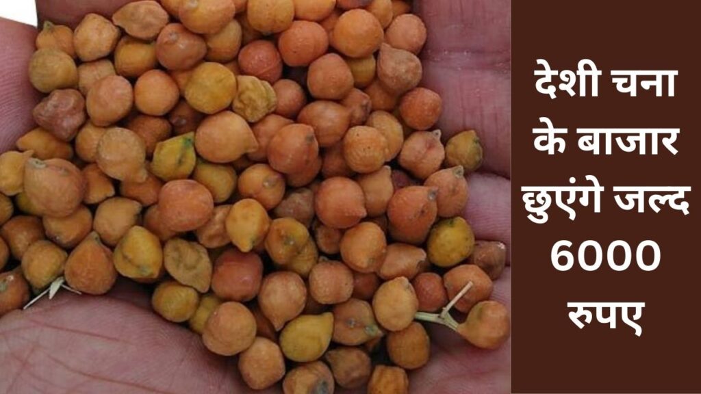 chana mandi price today