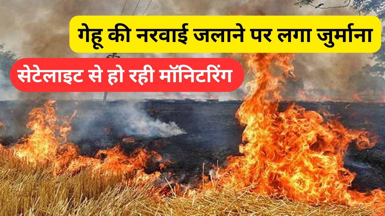 गेहू की नरवाई जलाने पर किसानो को लगा 2500 प्रति बीघा का जुर्माना