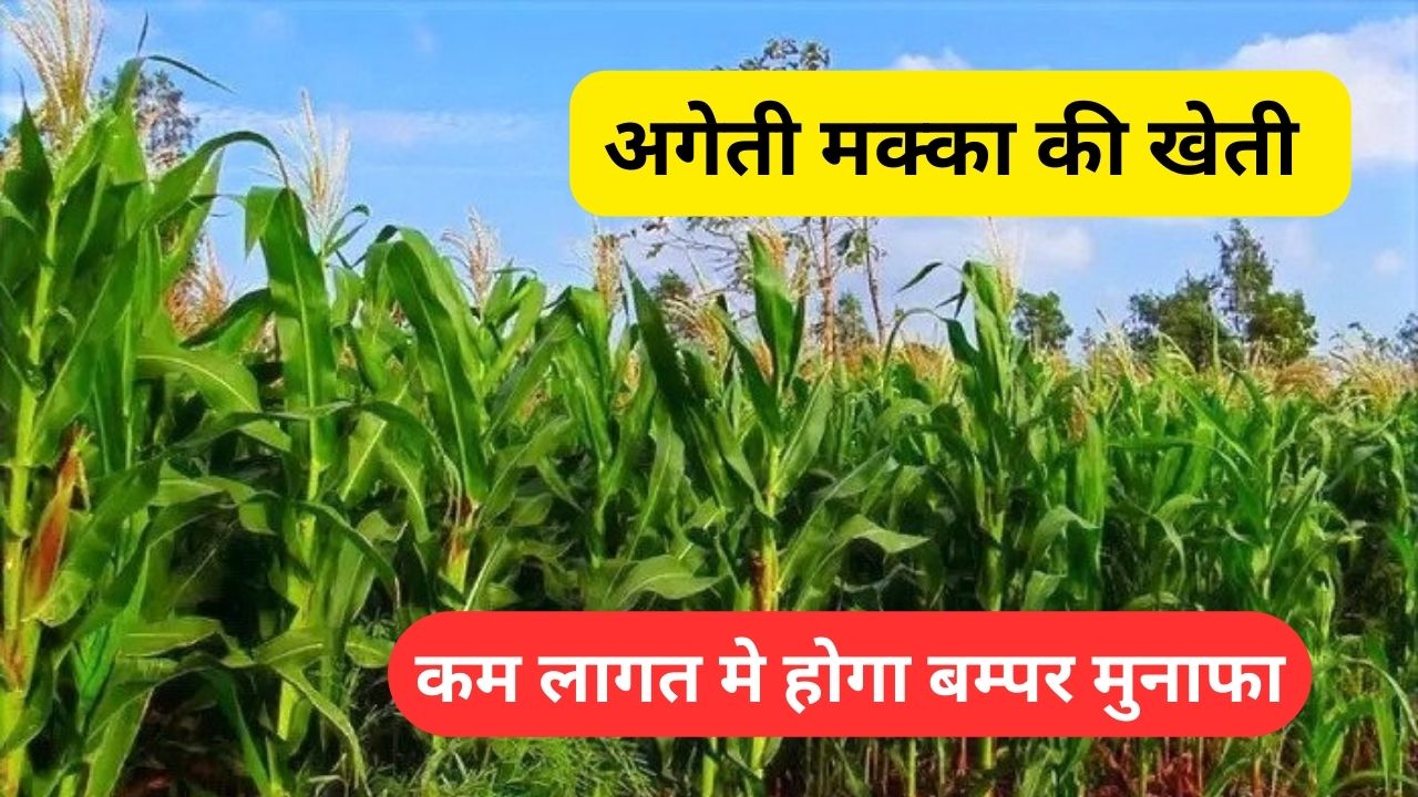 अगेती मक्का की खेती