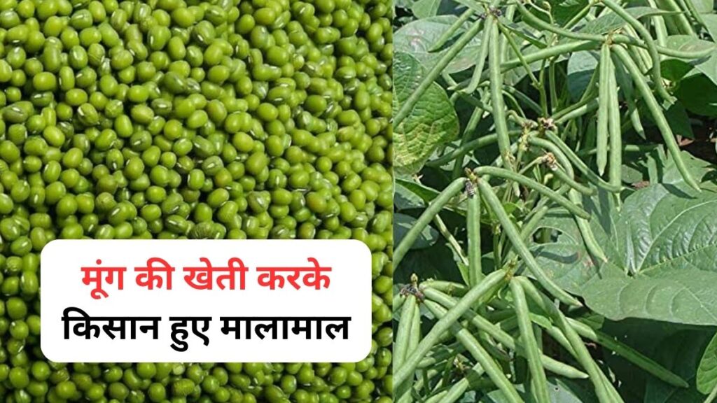 moong fasal ki kheti
