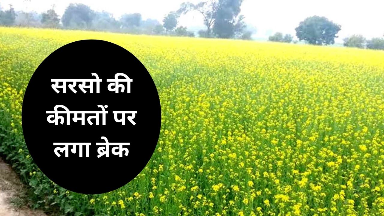 musterd sarso mandi bhav