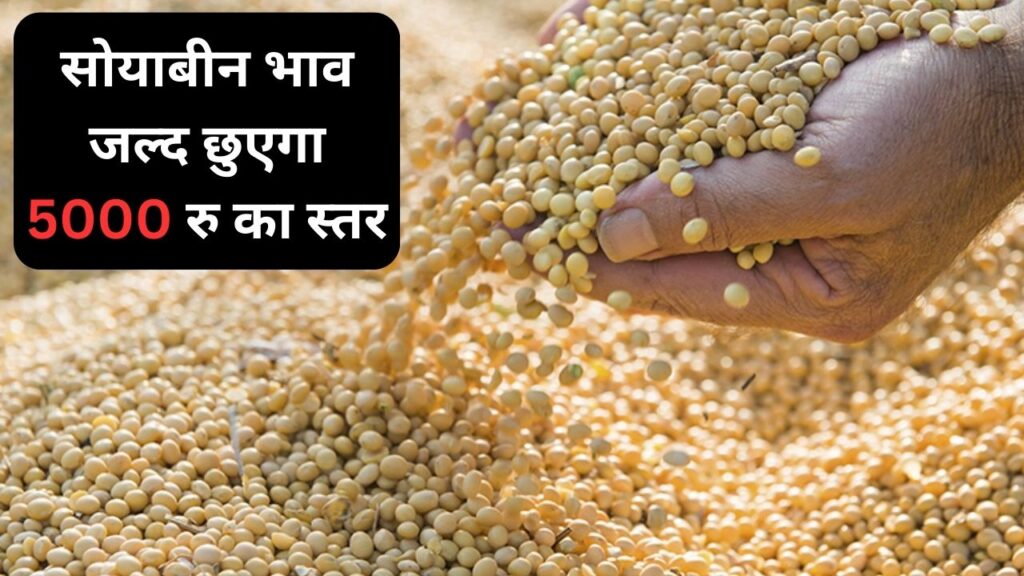 soybean teji mandi update