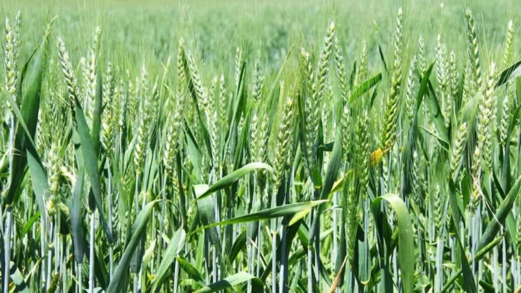wheat mandi price today
