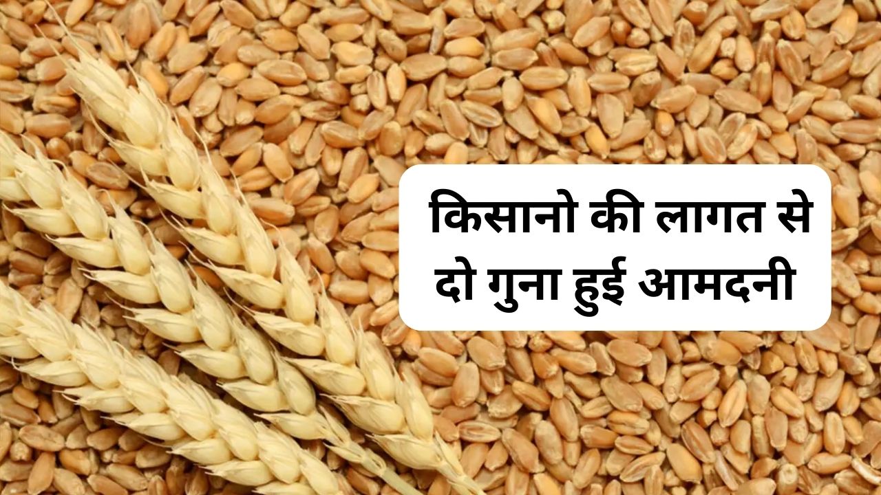 gehu aj ka mandi bhav
