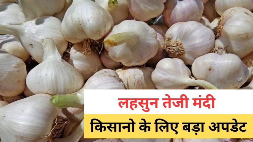 lahsun teji mandi 2025